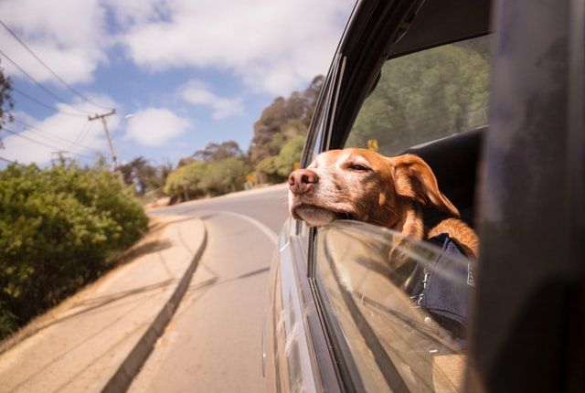 Relaxed dog resting his chin on the window of a car driving through an area with lots of trees. 